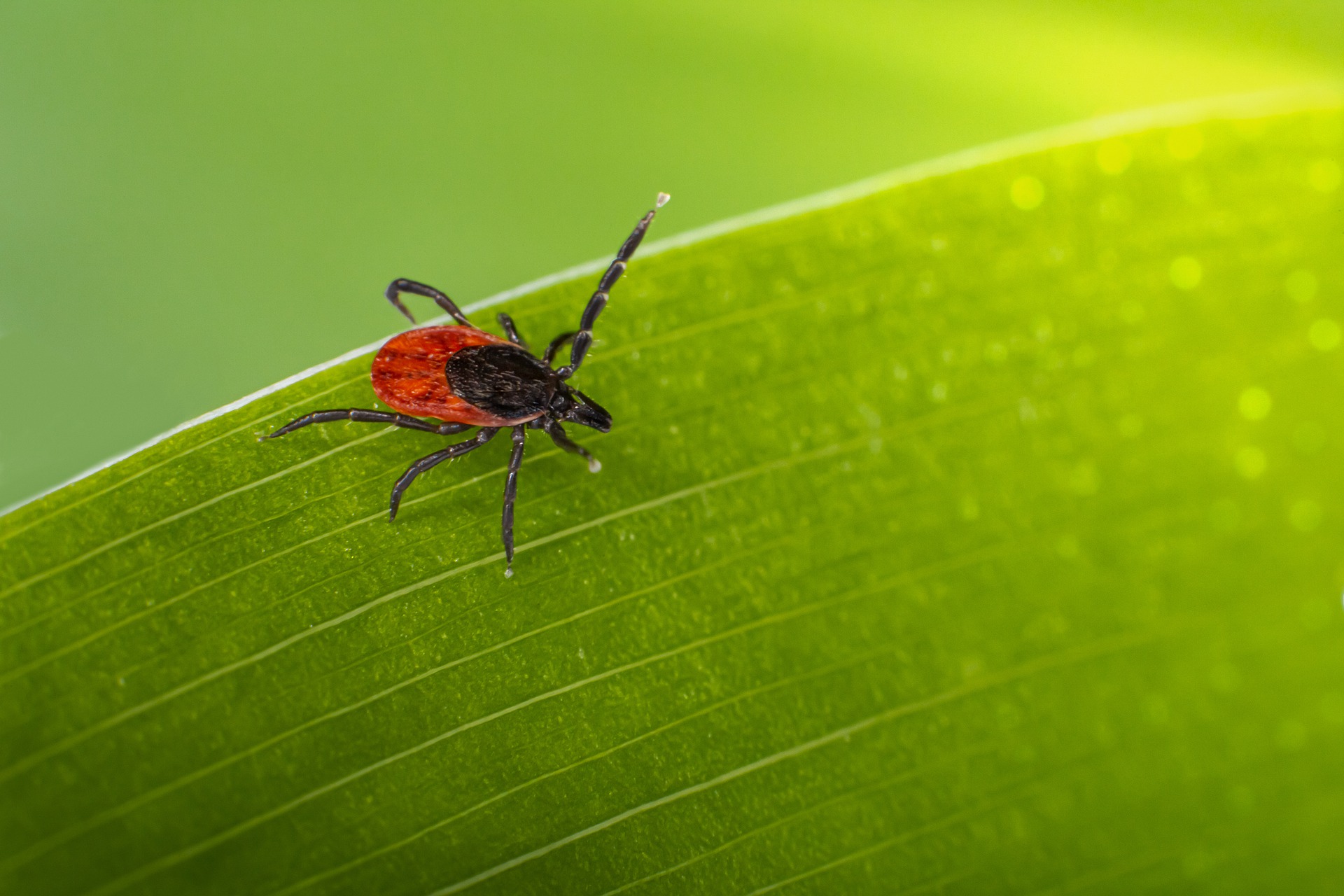 new mosquito