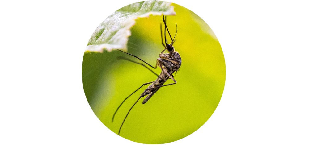 Mosquito Barrier Spray