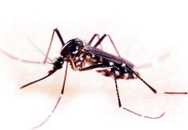 Giant Mosquitoes take over North Carolina after Florence