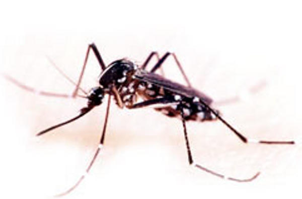 Giant Mosquitoes take over North Carolina after Florence