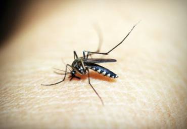 The Return Of The West Nile Virus