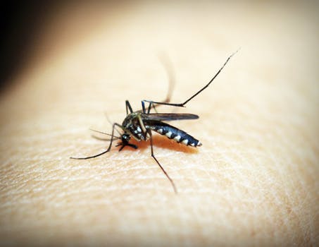 The Return Of The West Nile Virus