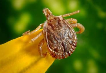 The New Tick In Town: Asian Longhorn Is Spreading
