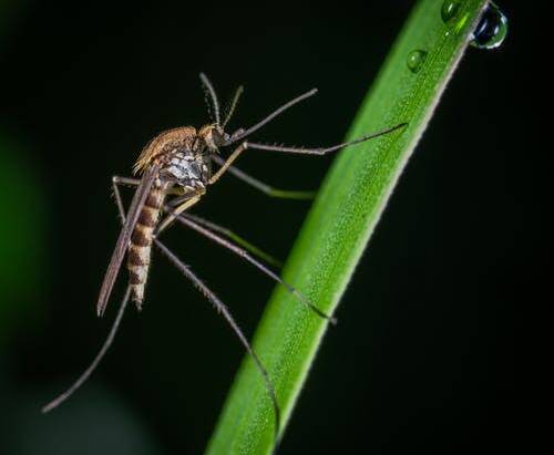 What You Should Know About Mosquito Diseases In The United States
