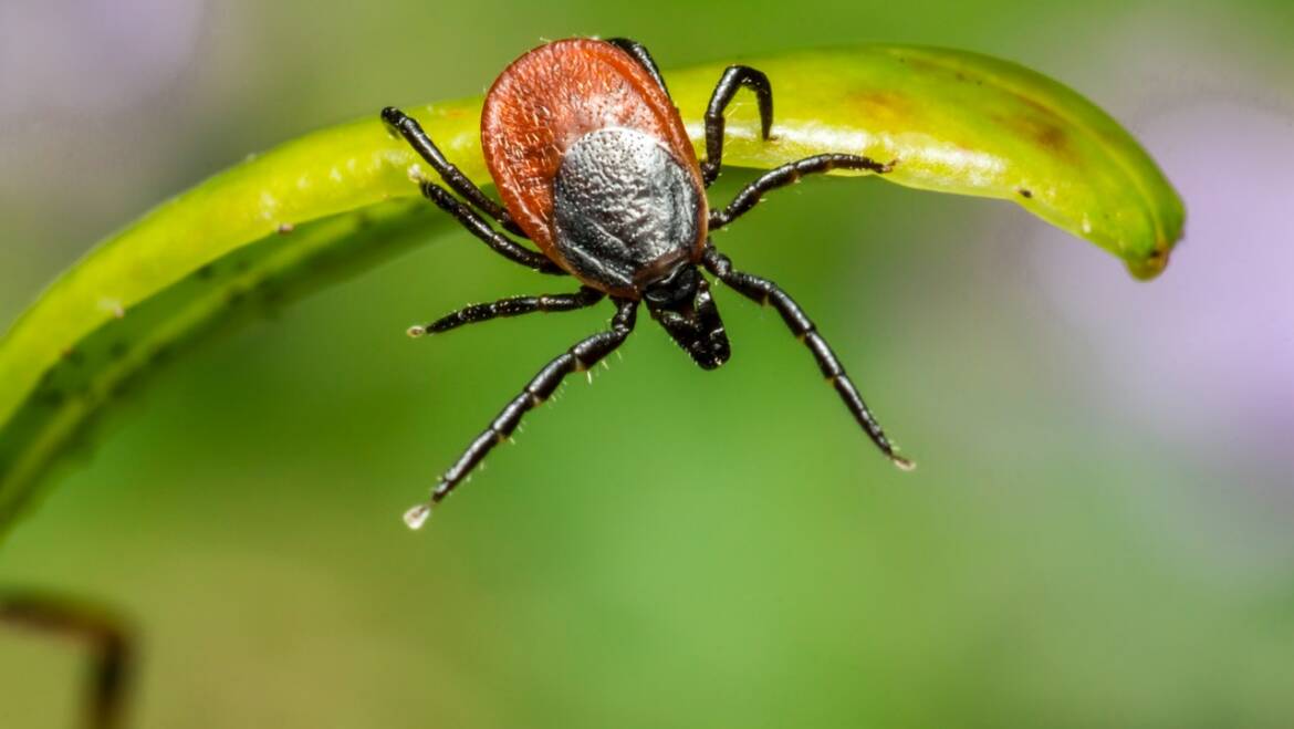 What You Need To Know About The Great American Tick Invasion