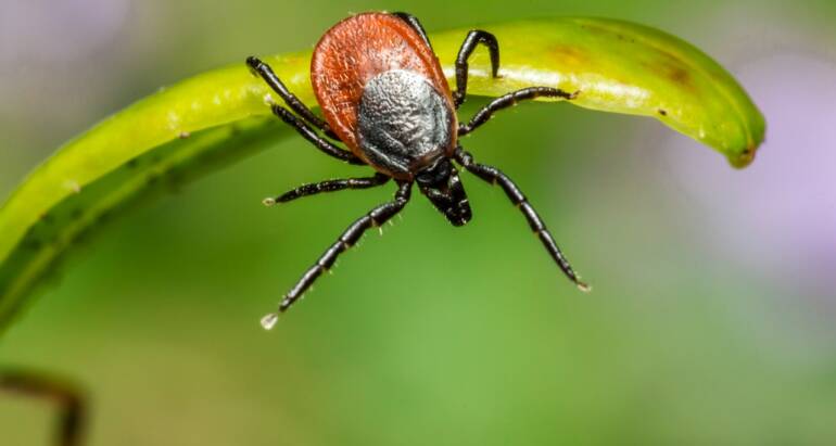 What You Need To Know About The Great American Tick Invasion