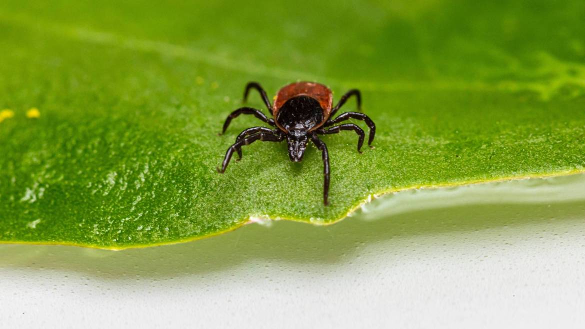Preventing Ticks in the Yard
