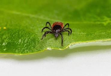 Preventing Ticks in the Yard