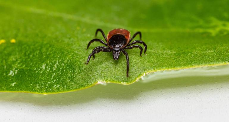 Preventing Ticks in the Yard