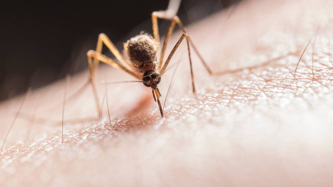 Why Is Mosquitoes Control Important?
