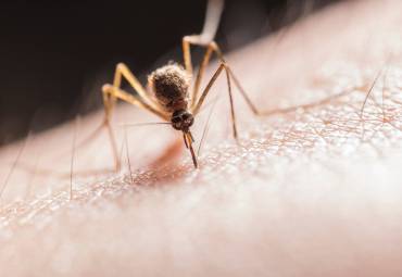 Why Is Mosquitoes Control Important?