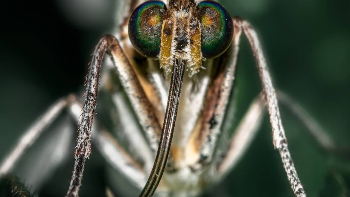 Locally Acquired Malaria Cases Identified in the United States