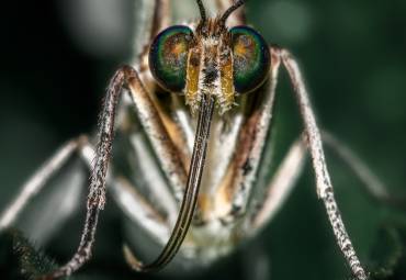 Locally Acquired Malaria Cases Identified in the United States