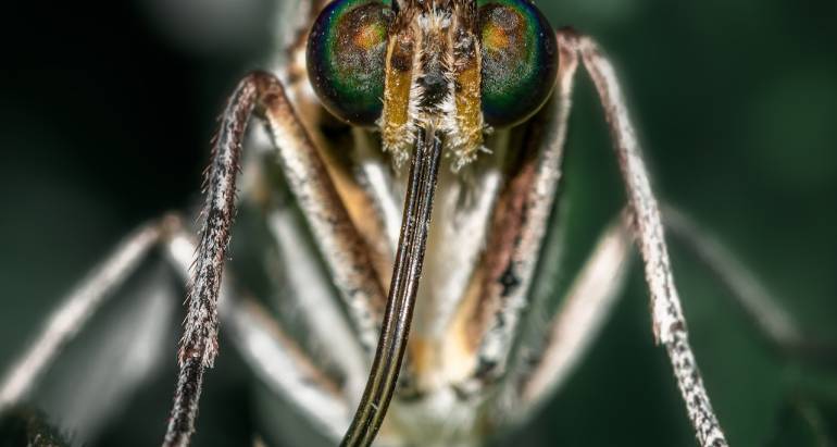 Locally Acquired Malaria Cases Identified in the United States