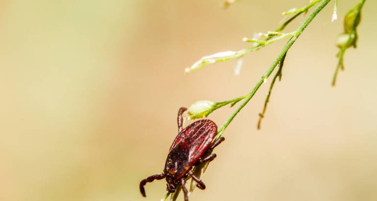 The Life Cycle of a Tick (And Why It Matters to You)