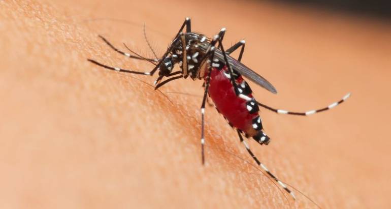 What Is The Best Thing To Keep Mosquitoes Away