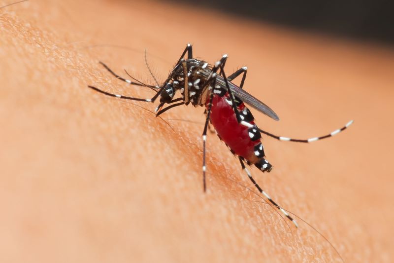 What Is The Best Thing To Keep Mosquitoes Away