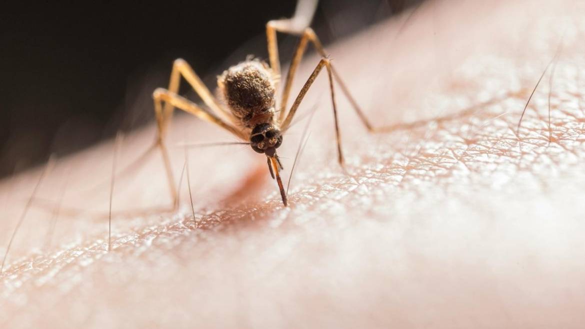 5 Common Myths About Mosquito Stop Debunked