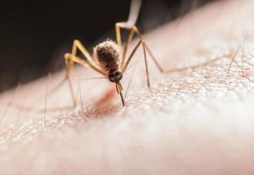 5 Common Myths About Mosquito Stop Debunked