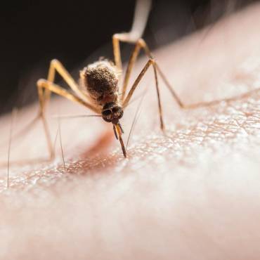 5 Common Myths About Mosquito Stop Debunked