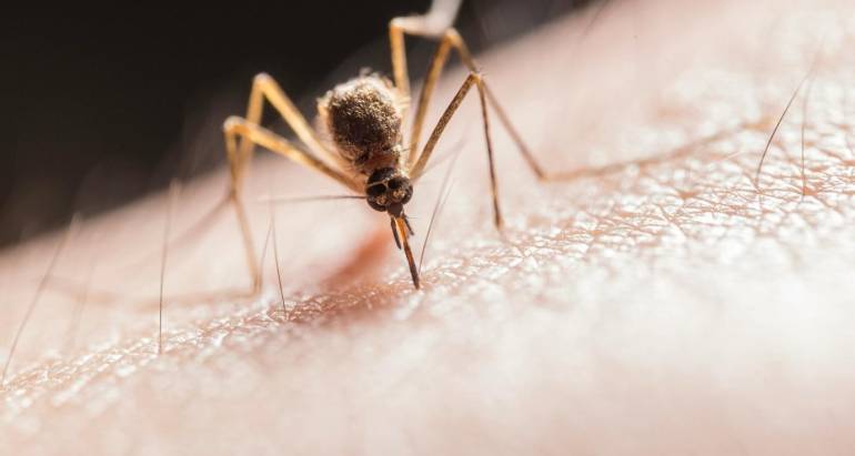 5 Common Myths About Mosquito Stop Debunked