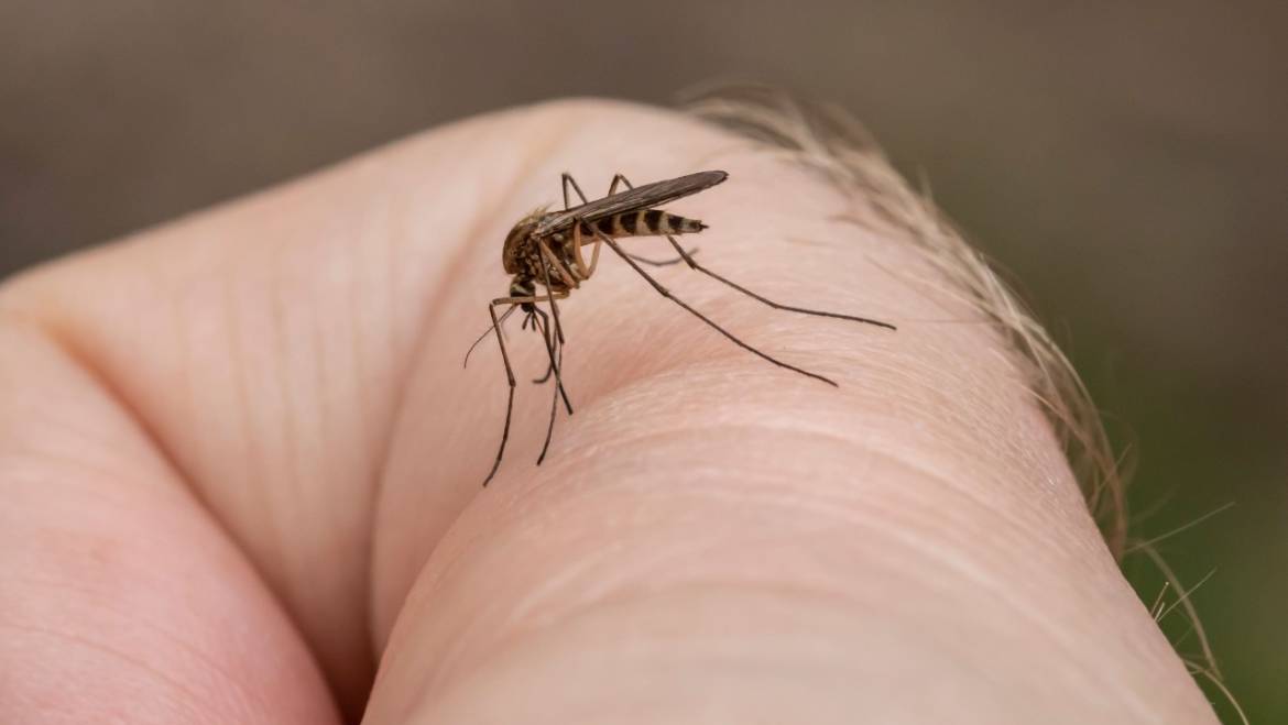 How to Repel Mosquitoes
