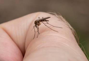 How to Repel Mosquitoes