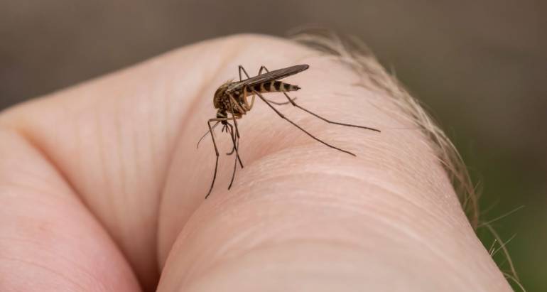 How to Repel Mosquitoes