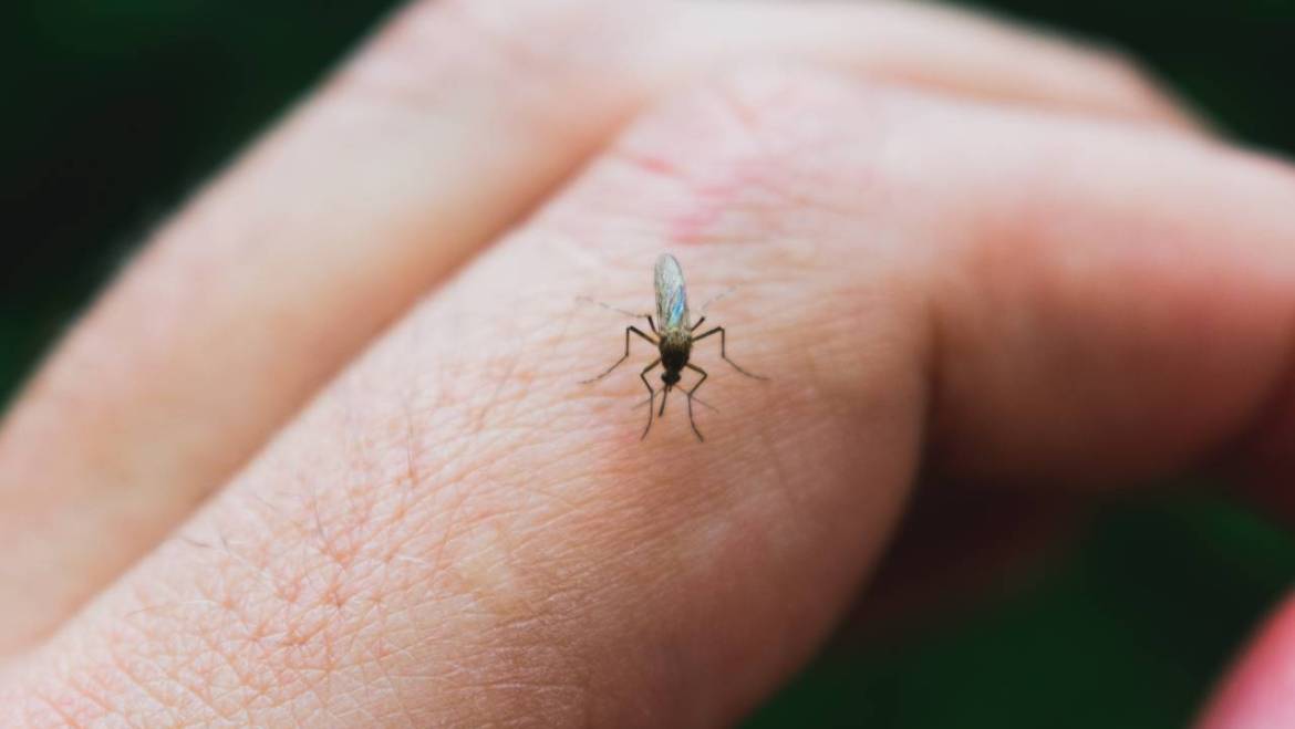 What is the Difference Between a Mosquito and a Tick?