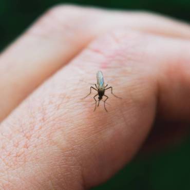 What is the Difference Between a Mosquito and a Tick?