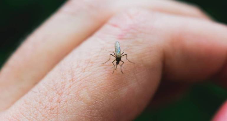 What is the Difference Between a Mosquito and a Tick?