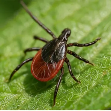 Tick-Safe Landscaping in Connecticut: 9 Ways to Make Your Yard Less Tick-Friendly